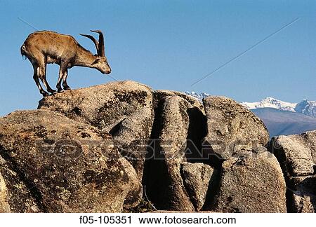 Stock Image - Spanish Ibex (Capra pyrenaica), male. Sierra de Gredos, Avila province, Castilla-Leon, Spain. Fotosearch