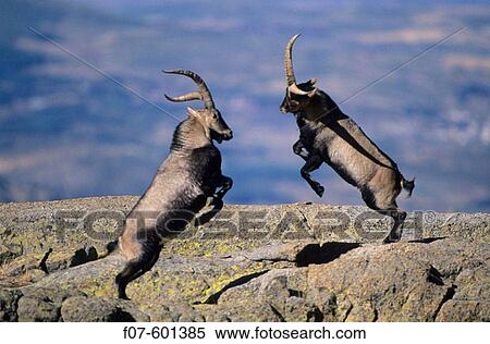 Spanish Ibex (Capra pyrenaica) Males fighting in rut. Spain. I. U. C. N. vulnerable. Lives in mountainous areas of Pyrenees and central and southern Spain. View Large Photo Image Stock Photography - Spanish Ibex (Capra pyrenaica) Males fighting in rut. Spain. I. U. C. N. vulnerable. Lives in mountainous areas of Pyrenees and central and southern Spain.. Fotosearch