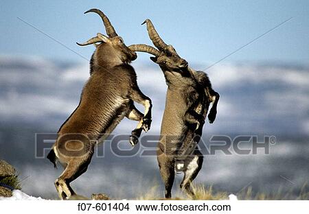 Spanish Ibex (Capra pyrenaica). Spain. Males fighting in rut. I. U. C. N. vulnerable. Lives in mountainous areas of Pyrenees and central and southern Spain. View Large Photo Image Picture - Spanish Ibex (Capra pyrenaica). Spain. Males fighting in rut. I. U. C. N. vulnerable. Lives in mountainous areas of Pyrenees and central and southern Spain.. Fotosearch