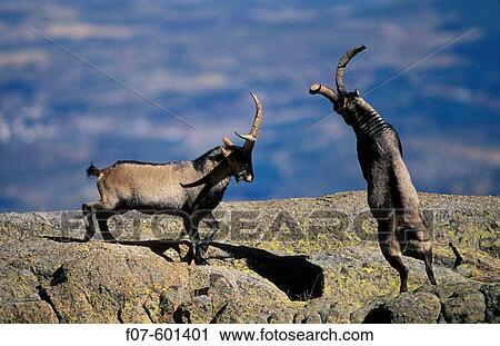 Spanish Ibex (Capra pyrenaica). Spain. I. U. C. N. vulnerable. Lives in mountainous areas of Pyrenees and central and southern Spain. View Large Photo Image Stock Image - Spanish Ibex (Capra pyrenaica). Spain. I. U. C. N. vulnerable. Lives in mountainous areas of Pyrenees and central and southern Spain.. Fotosearch