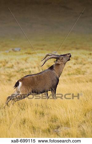 Spanish Ibex. Sierra de Gredos, Spain View Large Photo Image Stock Photography - Spanish Ibex. Sierra de Gredos, Spain. Fotosearch