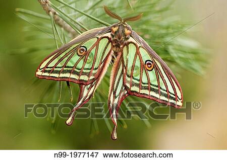 Spanish moon moth, (Graellsia isabellae), male, Valais canton, Switzerland. View Large Photo Image Stock Photo - Spanish moon moth, (Graellsia isabellae), male, Valais canton, Switzerland.. Fotosearch