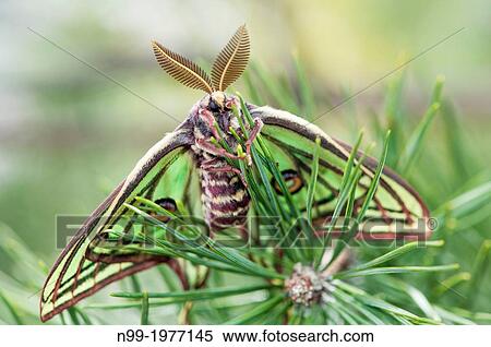 Stock Photography - Spanish moon moth, (Graellsia isabellae), male, Valais canton, Switzerland.. Fotosearch
