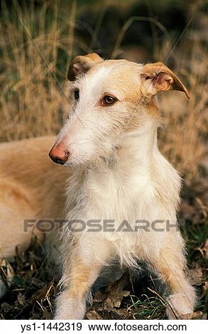 SPANISH WIRE-HAIRED GALGO OR SPANISH GREYHOUND, ADULT View Large Photo Image Stock Photo - SPANISH WIRE-HAIRED GALGO OR SPANISH GREYHOUND, ADULT. Fotosearch