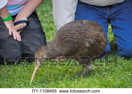 Stock Photography - Sparky a North Island Brown Kiwi, Apteryx mantelli, with only one leg after the other had been amputated after it was caught in a gin trap. Fotosearch
