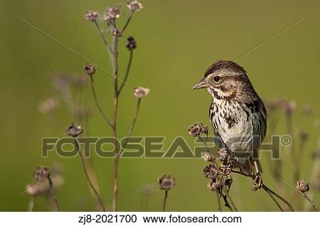 sparrow, California, USA View Large Photo Image Stock Image - sparrow, California, USA. Fotosearch