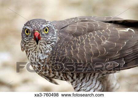 Sparrowhawk (Accipiter nisus) with blood in beck View Large Photo Image Stock Photo - Sparrowhawk (Accipiter nisus) with blood in beck. Fotosearch
