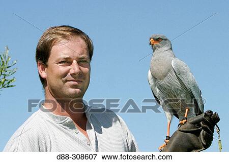 Stock Photo - Sparrowhawk. Fotosearch