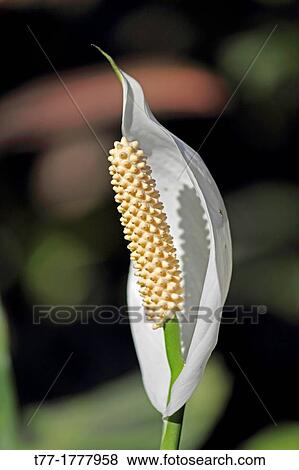 Spathiphyllum wallisii, Peace lily, Cobra plant View Large Photo Image Stock Photo - Spathiphyllum wallisii, Peace lily, Cobra plant. Fotosearch
