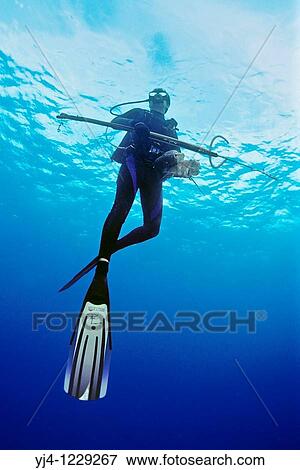 spearfisherman with good catches, off Tampa, Florida, USA, Gulf of Mexico, Caribbean Sea, Atlantic Ocean Not to be used for anti-spearfishing campaign View Large Photo Image Stock Photo - spearfisherman with good catches, off Tampa, Florida, USA, Gulf of Mexico, Caribbean Sea, Atlantic Ocean Not to be used for anti-spearfishing campaign. Fotosearch