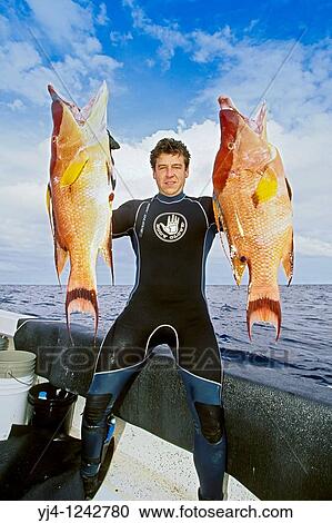 spearfisherman with good catches - hogfish, Lachnolaimus maximus, off Tampa, Florida, USA, Gulf of Mexico, Caribbean Sea, Atlantic Ocean Not to be used for anti-spearfishing campaign View Large Photo Image Stock Image - spearfisherman with good catches - hogfish, Lachnolaimus maximus, off Tampa, Florida, USA, Gulf of Mexico, Caribbean Sea, Atlantic Ocean Not to be used for anti-spearfishing campaign. Fotosearch