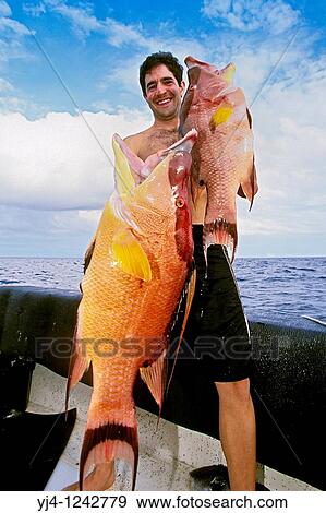 spearfisherman with good catches - hogfish, Lachnolaimus maximus, off Tampa, Florida, USA, Gulf of Mexico, Caribbean Sea, Atlantic Ocean Not to be used for anti-spearfishing campaign View Large Photo Image Stock Photo - spearfisherman with good catches - hogfish, Lachnolaimus maximus, off Tampa, Florida, USA, Gulf of Mexico, Caribbean Sea, Atlantic Ocean Not to be used for anti-spearfishing campaign. Fotosearch