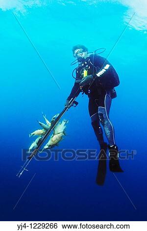 spearfisherman with good catches, using powerheads or bang sticks, off Tampa, Florida, USA, Gulf of Mexico, Caribbean Sea, Atlantic Ocean Not to be used for anti-spearfishing campaigncampaign View Large Photo Image Stock Photograph - spearfisherman with good catches, using powerheads or bang sticks, off Tampa, Florida, USA, Gulf of Mexico, Caribbean Sea, Atlantic Ocean Not to be used for anti-spearfishing campaigncampaign. Fotosearch