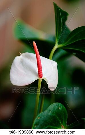 SPECIES: Anthurium andreanum Family: Araceae ORIGIN: COLOMBIA SOUTHWESTERN COMMON NAME: anthurium, pink Calla View Large Photo Image Stock Image - SPECIES: Anthurium andreanum Family: Araceae ORIGIN: COLOMBIA SOUTHWESTERN COMMON NAME: anthurium, pink Calla. Fotosearch