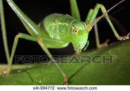 Speckled bush Cricket Leptophyes puctatissima on leaf View Large Photo Image Stock Image - Speckled bush Cricket Leptophyes puctatissima on leaf. Fotosearch