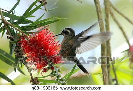 Speckled Hummingbird Venezuela View Large Photo Image Stock Photography - Speckled Hummingbird Venezuela. Fotosearch