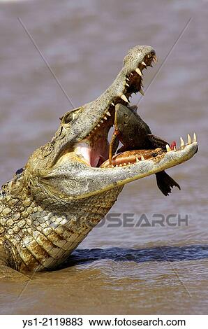 Spectacled Caiman, caiman crocodilus, Catching Fish in River, Los Lianos in Venezuela. View Large Photo Image Stock Image - Spectacled Caiman, caiman crocodilus, Catching Fish in River, Los Lianos in Venezuela.. Fotosearch