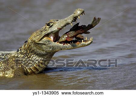 Spectacled Caiman, Caiman crocodilus, adult catching fish. Los Llanos, Venezuela View Large Photo Image Stock Photography - Spectacled Caiman, Caiman crocodilus, adult catching fish. Los Llanos, Venezuela. Fotosearch