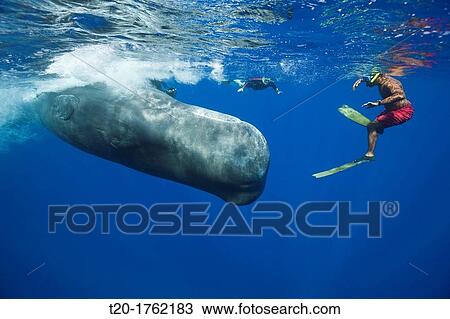 Stock Image - Sperm Whale and Skin diver, Physeter macrocephalus, Caribbean Sea, Dominica. Fotosearch