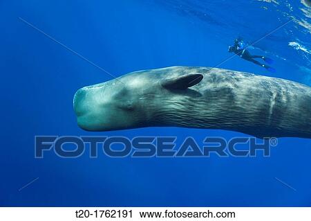 Sperm Whale and Skin diver, Physeter macrocephalus, Caribbean Sea, Dominica View Large Photo Image Stock Image - Sperm Whale and Skin diver, Physeter macrocephalus, Caribbean Sea, Dominica. Fotosearch