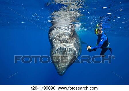 Sperm Whale and Skin diver, Physeter macrocephalus, Caribbean Sea, Dominica View Large Photo Image Stock Image - Sperm Whale and Skin diver, Physeter macrocephalus, Caribbean Sea, Dominica. Fotosearch