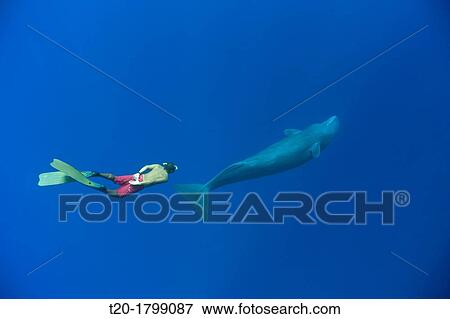 Sperm Whale and Skin diver, Physeter macrocephalus, Caribbean Sea, Dominica View Large Photo Image Stock Photo - Sperm Whale and Skin diver, Physeter macrocephalus, Caribbean Sea, Dominica. Fotosearch