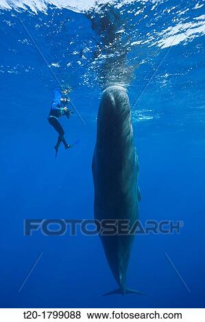 Sperm Whale and Skin diver, Physeter macrocephalus, Caribbean Sea, Dominica View Large Photo Image Stock Photo - Sperm Whale and Skin diver, Physeter macrocephalus, Caribbean Sea, Dominica. Fotosearch