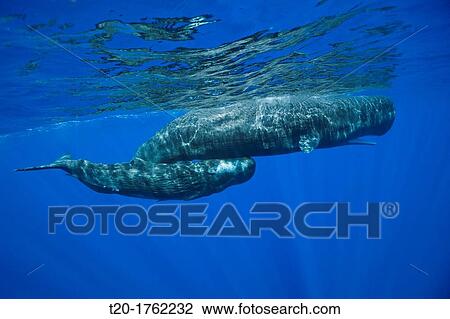 Sperm Whale Mother and Calf, Physeter macrocephalus, Caribbean Sea, Dominica View Large Photo Image Stock Image - Sperm Whale Mother and Calf, Physeter macrocephalus, Caribbean Sea, Dominica. Fotosearch