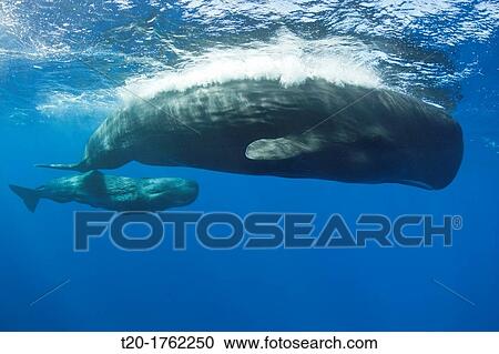 Sperm Whale Mother and Calf, Physeter macrocephalus, Caribbean Sea, Dominica View Large Photo Image Stock Image - Sperm Whale Mother and Calf, Physeter macrocephalus, Caribbean Sea, Dominica. Fotosearch