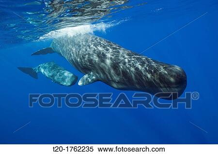 Sperm Whale Mother and Calf, Physeter macrocephalus, Caribbean Sea, Dominica View Large Photo Image Stock Photography - Sperm Whale Mother and Calf, Physeter macrocephalus, Caribbean Sea, Dominica. Fotosearch