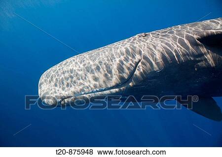 Stock Photo - Sperm Whale, Physeter catodon, Lesser Antilles, Caribbean, Dominica. Fotosearch