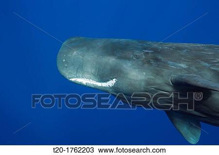 Sperm Whale, Physeter macrocephalus, Caribbean Sea, Dominica View Large Photo Image Stock Image - Sperm Whale, Physeter macrocephalus, Caribbean Sea, Dominica. Fotosearch