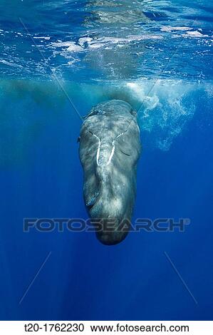Sperm Whale, Physeter macrocephalus, Caribbean Sea, Dominica View Large Photo Image Stock Image - Sperm Whale, Physeter macrocephalus, Caribbean Sea, Dominica. Fotosearch