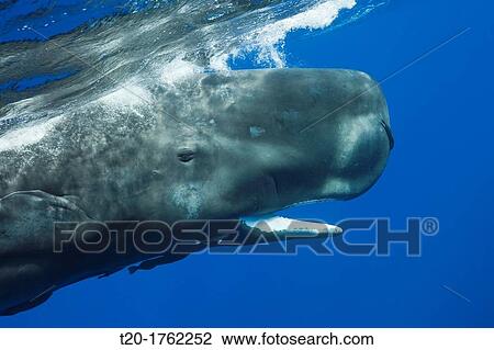 Sperm Whale, Physeter macrocephalus, Caribbean Sea, Dominica View Large Photo Image Stock Image - Sperm Whale, Physeter macrocephalus, Caribbean Sea, Dominica. Fotosearch
