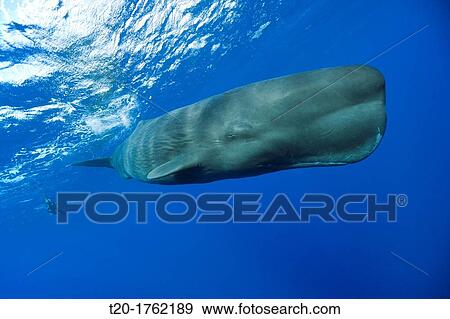 Sperm Whale, Physeter macrocephalus, Caribbean Sea, Dominica View Large Photo Image Stock Photo - Sperm Whale, Physeter macrocephalus, Caribbean Sea, Dominica. Fotosearch