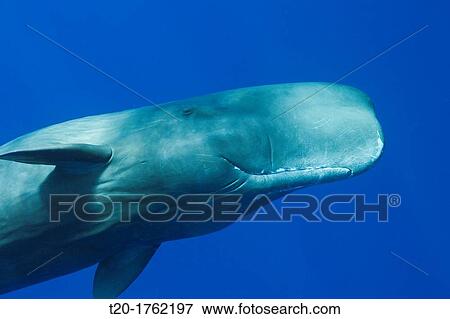 Sperm Whale, Physeter macrocephalus, Caribbean Sea, Dominica View Large Photo Image Stock Photo - Sperm Whale, Physeter macrocephalus, Caribbean Sea, Dominica. Fotosearch