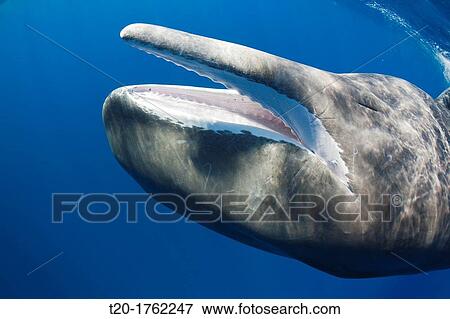 Sperm Whale, Physeter macrocephalus, Caribbean Sea, Dominica View Large Photo Image Stock Photo - Sperm Whale, Physeter macrocephalus, Caribbean Sea, Dominica. Fotosearch