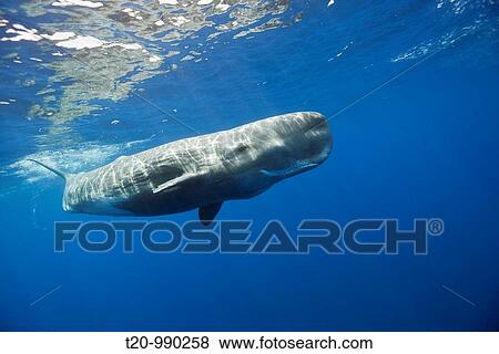 Sperm Whale, Physeter macrocephalus, Port Elizabeth, Indian Ocean, South Africa View Large Photo Image Stock Photo - Sperm Whale, Physeter macrocephalus, Port Elizabeth, Indian Ocean, South Africa. Fotosearch