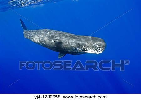 Stock Photo - sperm whale, Physeter macrocephalus, Hawaii, USA, Pacific Ocean. Fotosearch