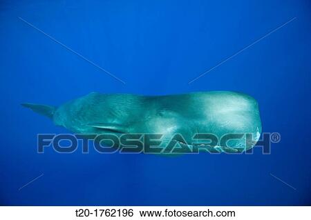 Sperm Whale, Physeter macrocephalus, Caribbean Sea, Dominica View Large Photo Image Stock Photograph - Sperm Whale, Physeter macrocephalus, Caribbean Sea, Dominica. Fotosearch