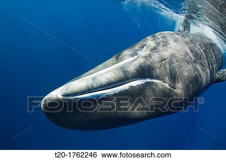 Sperm Whale, Physeter macrocephalus, Caribbean Sea, Dominica View Large Photo Image Stock Photograph - Sperm Whale, Physeter macrocephalus, Caribbean Sea, Dominica. Fotosearch