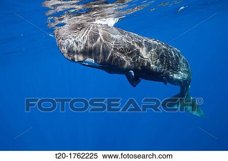 Sperm Whale, Physeter macrocephalus, Caribbean Sea, Dominica View Large Photo Image Stock Photography - Sperm Whale, Physeter macrocephalus, Caribbean Sea, Dominica. Fotosearch