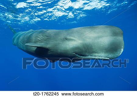 Sperm Whale, Physeter macrocephalus, Caribbean Sea, Dominica View Large Photo Image Stock Photography - Sperm Whale, Physeter macrocephalus, Caribbean Sea, Dominica. Fotosearch