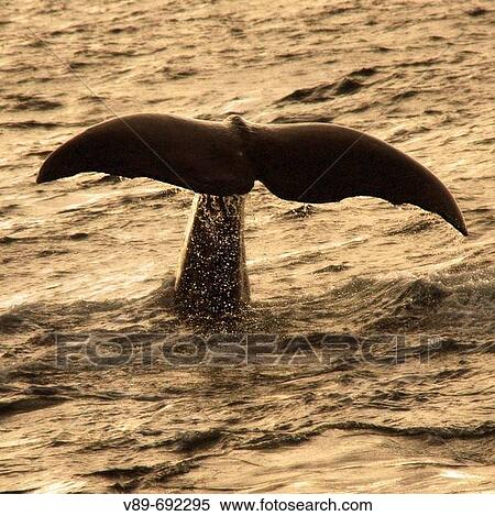 Sperm whale (Physeter macrocephalus). Lofoten, Norway View Large Photo Image Stock Photography - Sperm whale (Physeter macrocephalus). Lofoten, Norway. Fotosearch