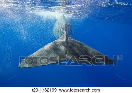 Sperm Whale Tail, Physeter macrocephalus, Caribbean Sea, Dominica View Large Photo Image Stock Photo - Sperm Whale Tail, Physeter macrocephalus, Caribbean Sea, Dominica. Fotosearch