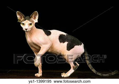Sphynx Domestic Cat, Adult against Black Background View Large Photo Image Stock Photography - Sphynx Domestic Cat, Adult against Black Background. Fotosearch