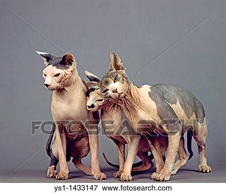 SPHYNX DOMESTIC CAT, CAT BREED WITH NO HAIR, GROUP AGAINST GREY BACKGROUND View Large Photo Image Stock Photo - SPHYNX DOMESTIC CAT, CAT BREED WITH NO HAIR, GROUP AGAINST GREY BACKGROUND. Fotosearch