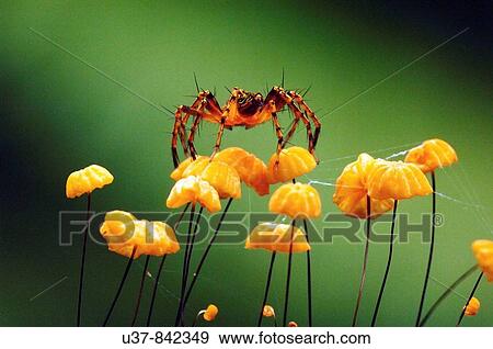Spider and mushrooms View Large Photo Image Stock Photo - Spider and mushrooms. Fotosearch