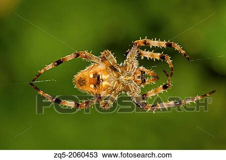 Stock Image - Spider and web Golaghat District, Assam, India.. Fotosearch