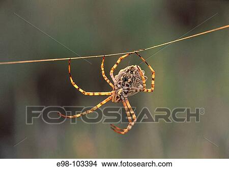 Spider (Argiope lobata) View Large Photo Image Picture - Spider (Argiope lobata). Fotosearch